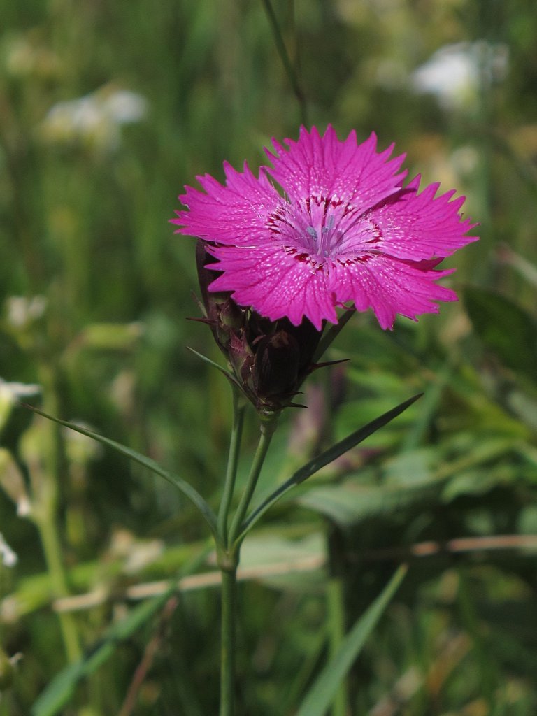 Dianthus seguieri